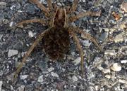 Un ragno lupo crea il panico nell'aeroporto di Orio al Serio