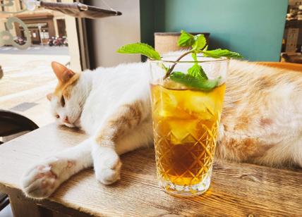 Crazy Cat Café Milano in crisi dopo uno "scherzo" social e recensioni false