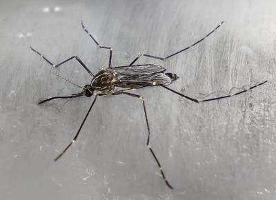 Aedes koreicus 2 (1)