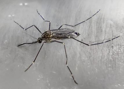 La zanzara coreana è arrivata in Lombardia e resiste al freddo