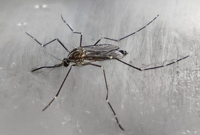 Zanzara coreana (Aedes koreicus) Zanzara coreana (Aedes koreicus)