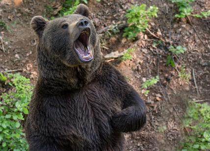 Trentino, ok all'abbattimento degli orsi: se ne potranno uccidere 8 l'anno