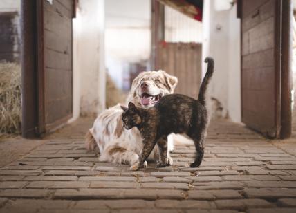 Carenza vaccini per gli animali domestici: una crisi legata al Covid-19