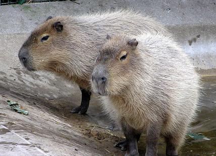 Argentina, invasione dei capibara. Topi giganti di 50 kg distruggono tutto