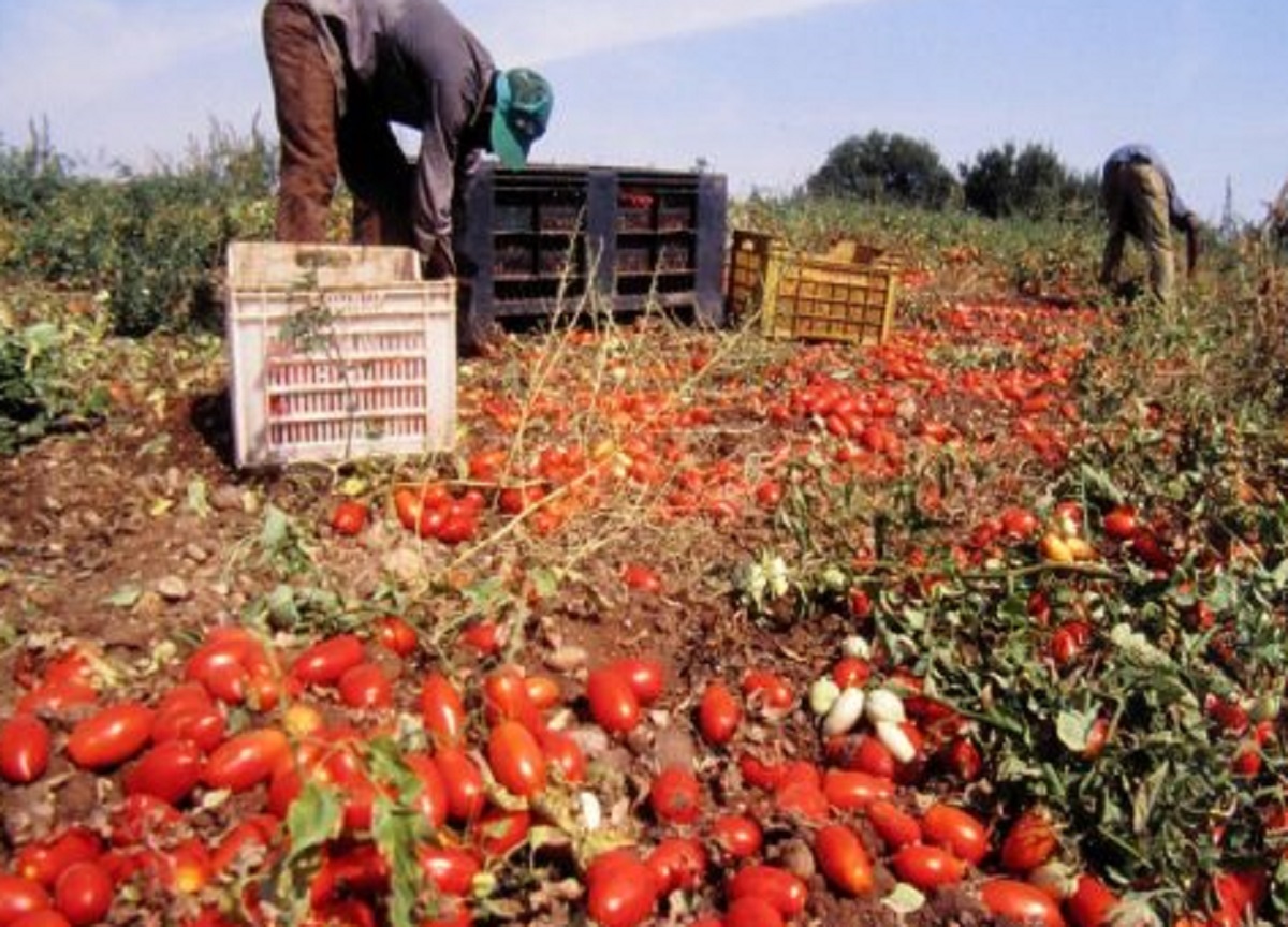 caporalato raccolta pomodori