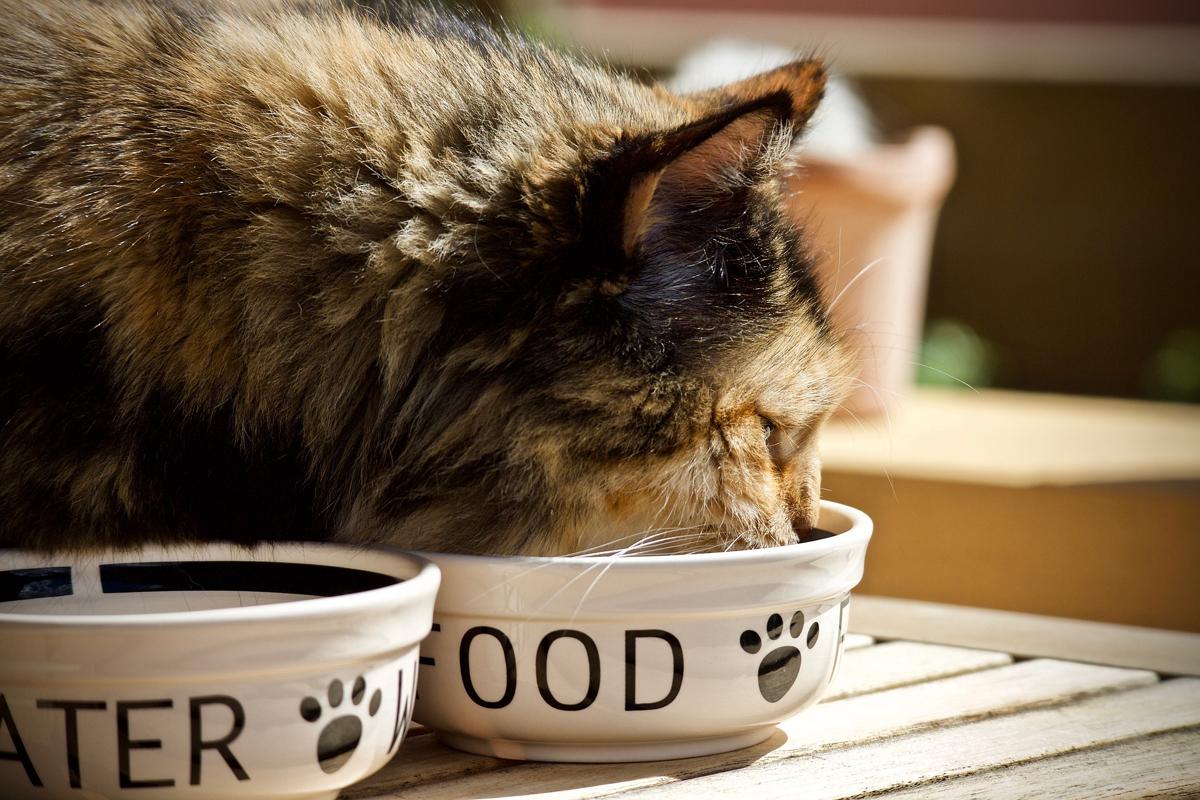 gatto pet food