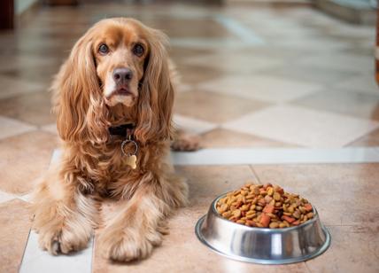 Animali domestici, l'e-commerce dei "pet-store" segna un +24% nel 2022