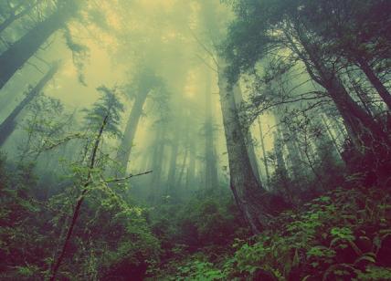 La metà degli alberi nel mondo rischia di estinguersi, colpa dell'agricoltura