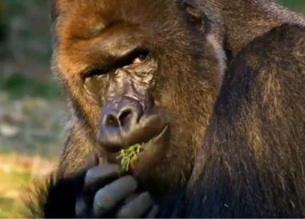 Euro '20, Chiellini si autocelebra ironicamente col video del gorilla italico