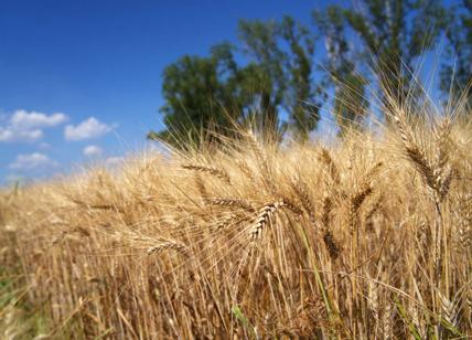 Guerra, la Polonia farà corridoi per il transito del grano ucraino