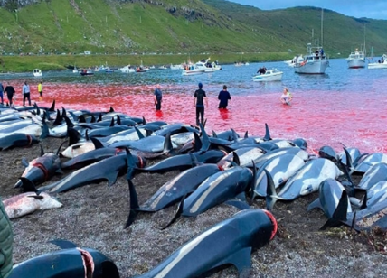 Mattanza delfini Danimarca, 1.500 uccisi alle Faroe: bufera