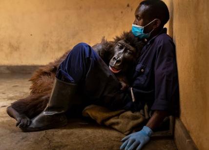 Congo, addio a Ndakasi: lo scatto della gorilla morta commuove il web