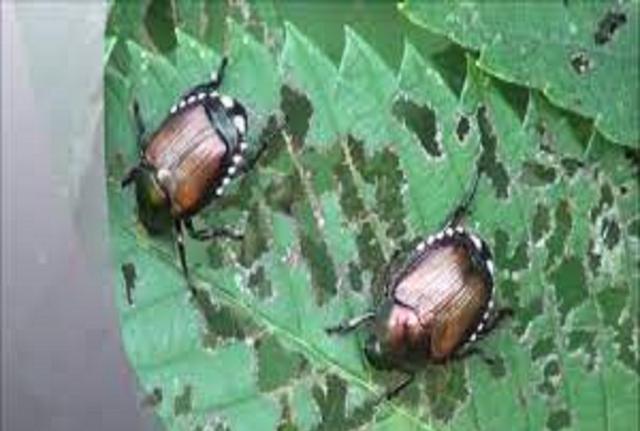 Poppilia Japonica Poppilia Japonica