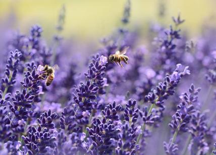 Sostenibilità, nasce UEA Italia: un binomio tra business e agricoltura