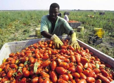 migranti raccolta pomodori