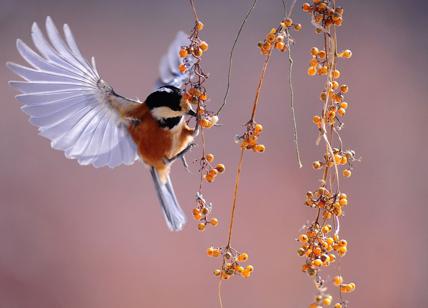 Biodiversità, a rischio oltre il 50% della flora e della fauna terrestre