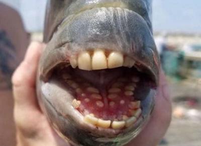 pesce 2