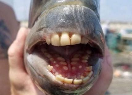 Sì, è stato pescato un pesce con denti umani