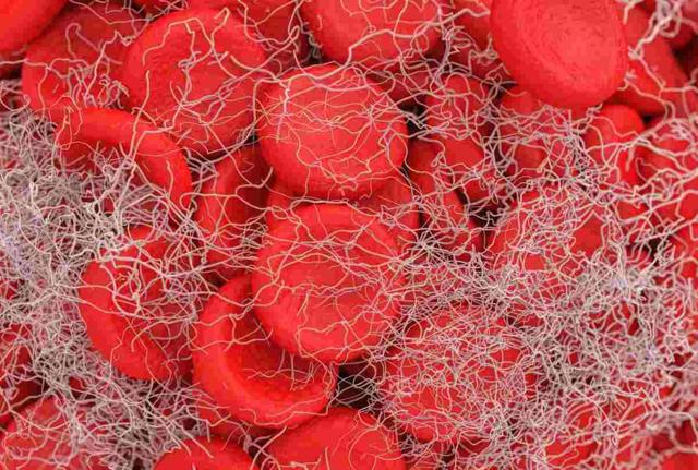 Piastrine del Sangue Piastrine del Sangue