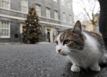 Londra, dieci anni a Downing Street per Larry il gatto