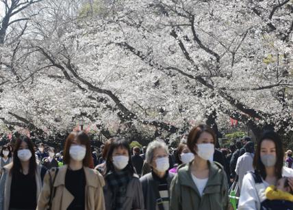 Hanami e sakura, in Giappone finisce l’emergenza Covid e fioriscono i ciliegi