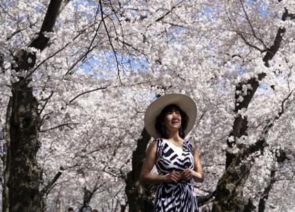 Ciliegi in fiore presso il National Mall di Washington