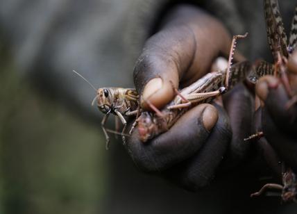 Kenya, l’invasione di locuste mette a rischio i raccolti