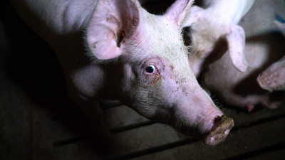 Maltrattamenti e abusi sui maiali: denunciata azienda lombarda - VIDEO SHOCK