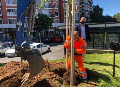 albero covid 4