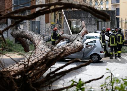 Cade un albero, ferito al braccio e alla testa un uomo di 61 anni al Flaminio