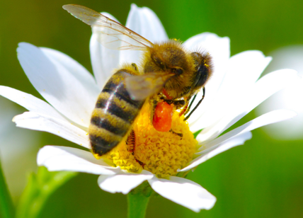 Giornata mondiale delle api 2021 Biodiversità e tutela impollinatori