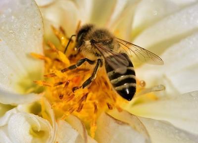 dahlia 3856176 640 (1)
