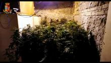 Un pollice verde illecito. Aveva 40 piante di marijuana in un casolare: preso