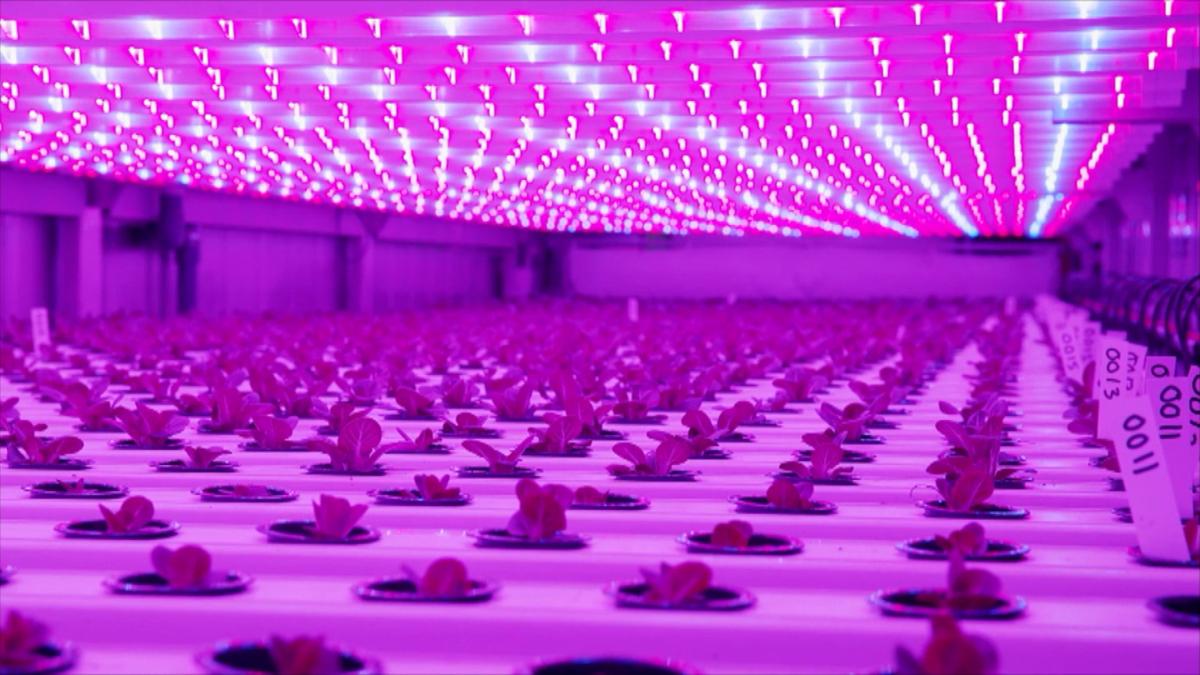 Un frame dal documentario Il futuro del cibo Un frame dal documentario Il futuro del cibo