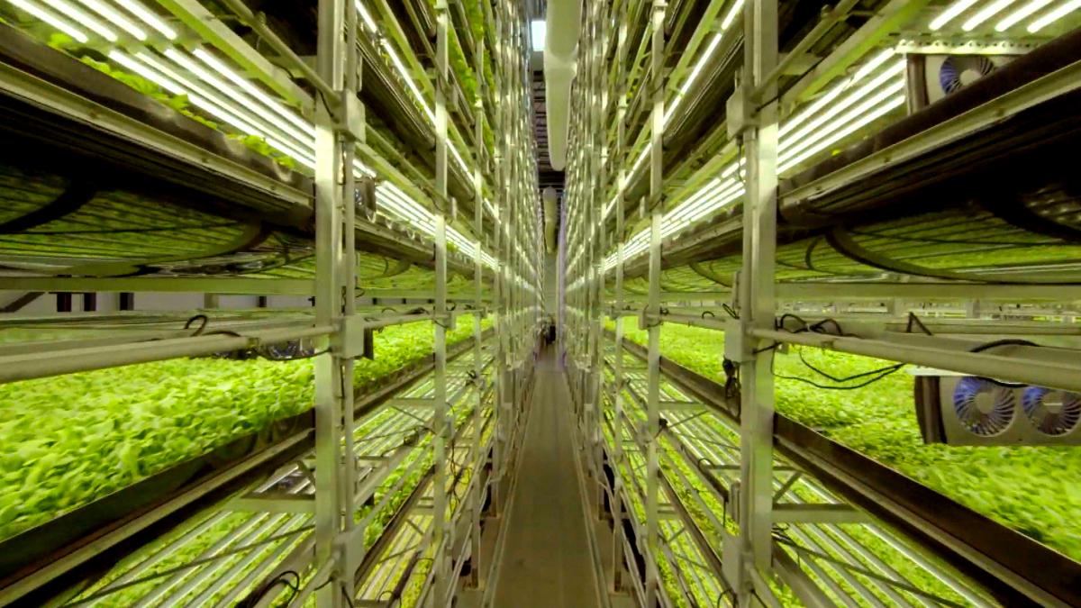 Un frame dal documentario Il futuro del cibo Un frame dal documentario Il futuro del cibo