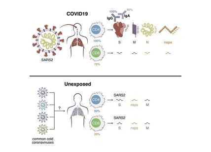 Covid, le cellule T danno immunità: 20-50% della popolazione si protegge così