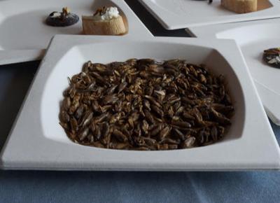 insetti cibo