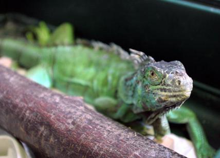 Florida, fa tanto freddo: piovono iguane dal cielo. Ecco perché