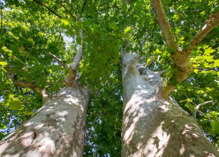 Calabria, il gigante Platano di Curinga sogna il titolo europeo