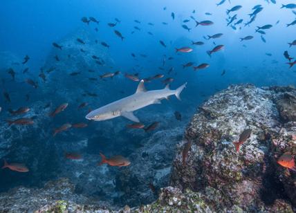 Crisi climatica, squali in prima linea: essenziali per guarire gli ecosistemi