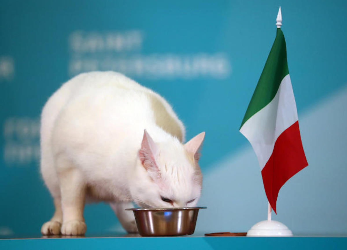 Russia,gatto sordo Achille che predice i risultati di euro 2020 sceglie Italia