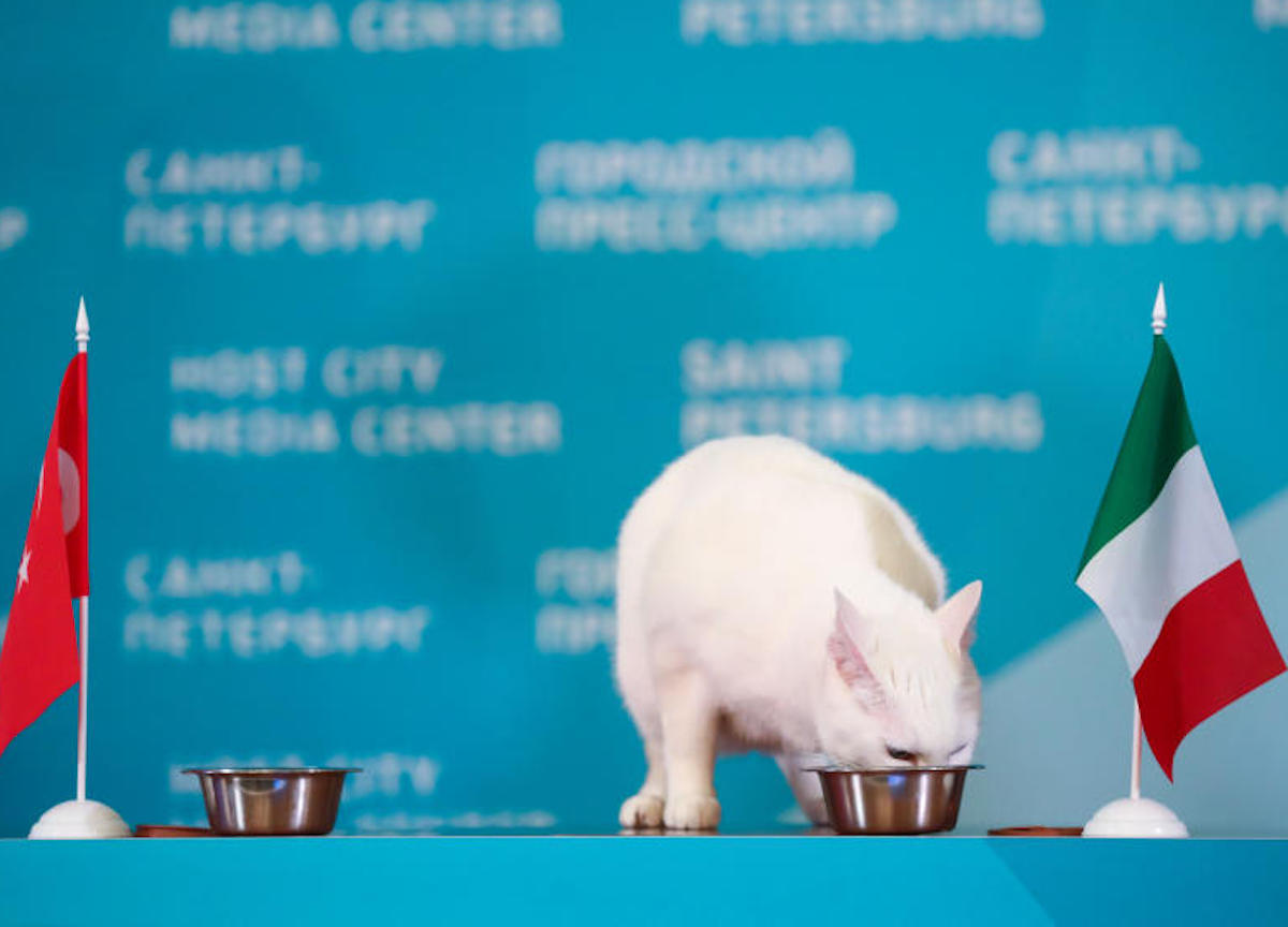 Russia,gatto sordo Achille che predice i risultati di euro 2020 sceglie Italia