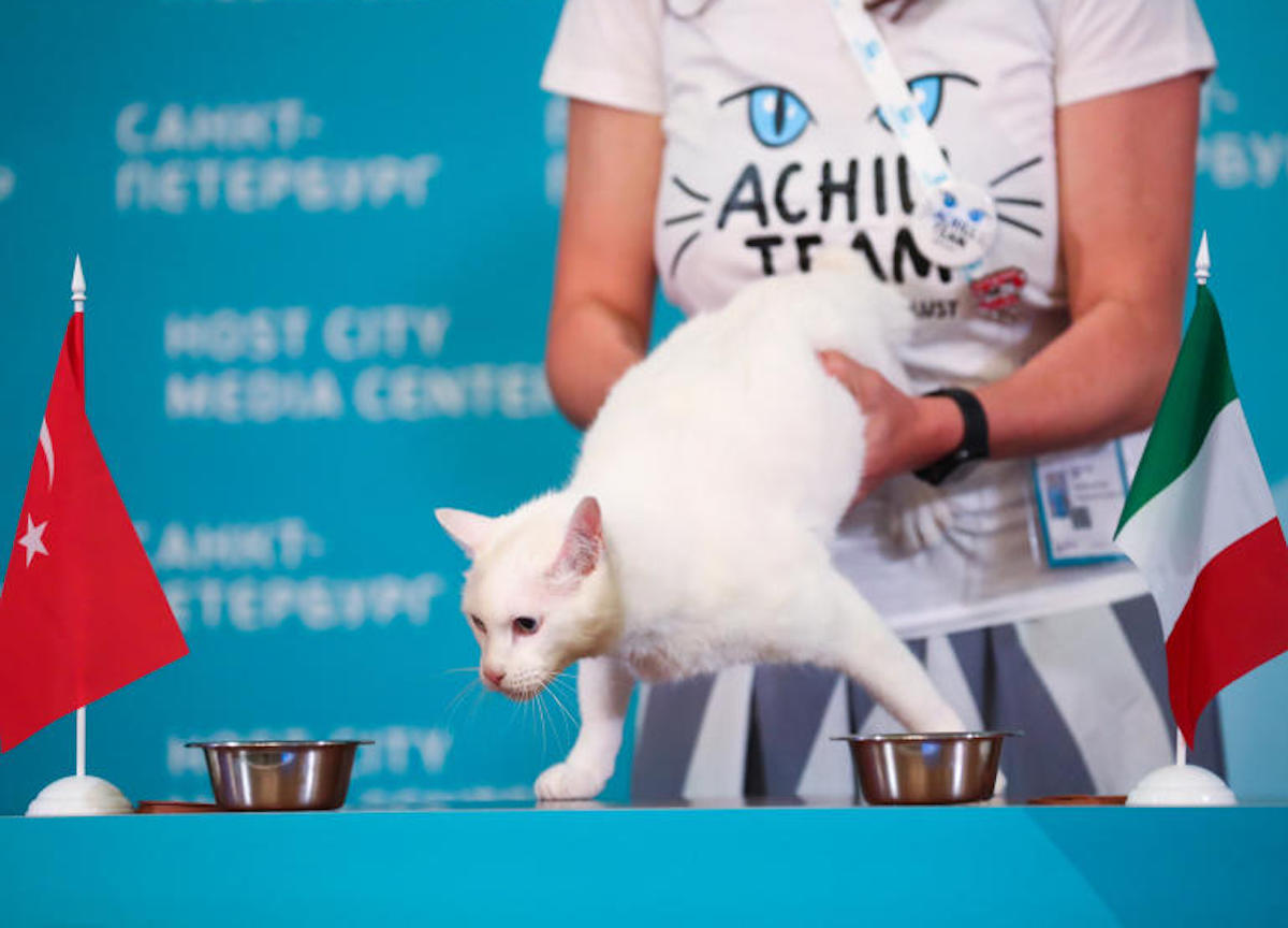 Russia,gatto sordo Achille che predice i risultati di euro 2020 sceglie Italia