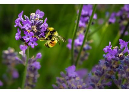 Monini, un piano da 25 milioni per migliorare l'ambiente e la vita delle api