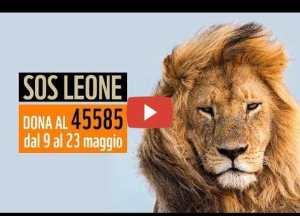 Il WWF lancia l'allarme leoni: popolazione crollata del 90%