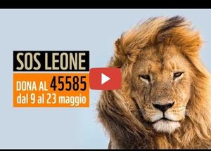 Il WWF lancia l'allarme leoni Popolazione crollata del 90%