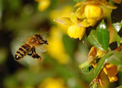Giornata della Terra. Coldiretti: tra siccità e gelo Sos api -30% di miele