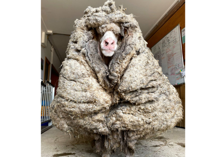 Baarack, tosata la pecora selvatica con 35 kg di vello. FOTO