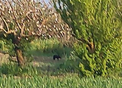 La pantera nera fa sempre paura. Nuovo avvistamento nelle campagne di Lecce