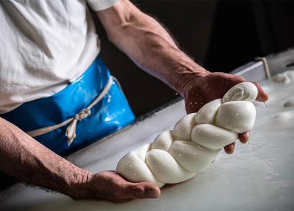 50 chili di falsa mozzarella bufala campana, maxi sequestro a Milano